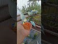 🍓フルーツの香りで幸せいっぱい💛インコのリアクションが可愛すぎる🥰