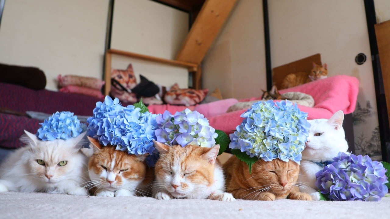 紫陽花 のせ猫 260802 - YouTube
