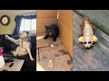Funny animalssfunniest cats  dogs 2024 1