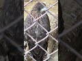 いつもの場所にスタンバイ トビ 須坂市動物園 #zoo