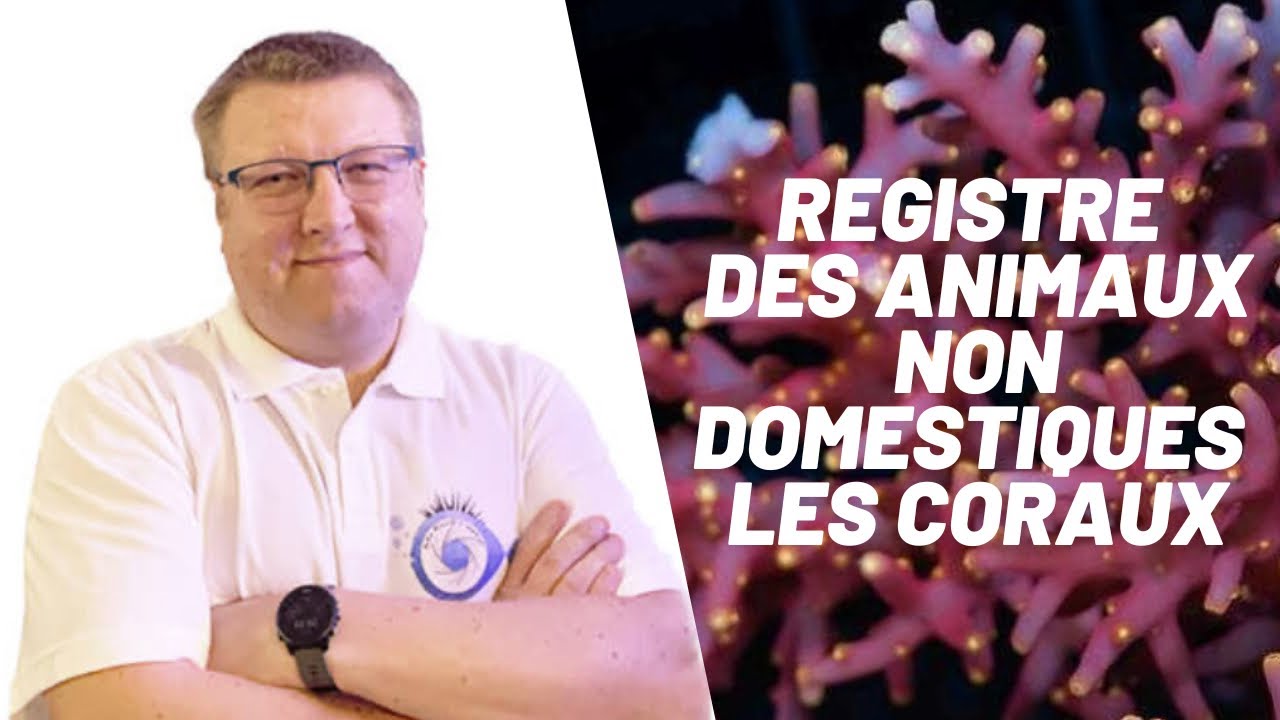Mr Recif Captif registre d’animaux non domestiques les coraux.