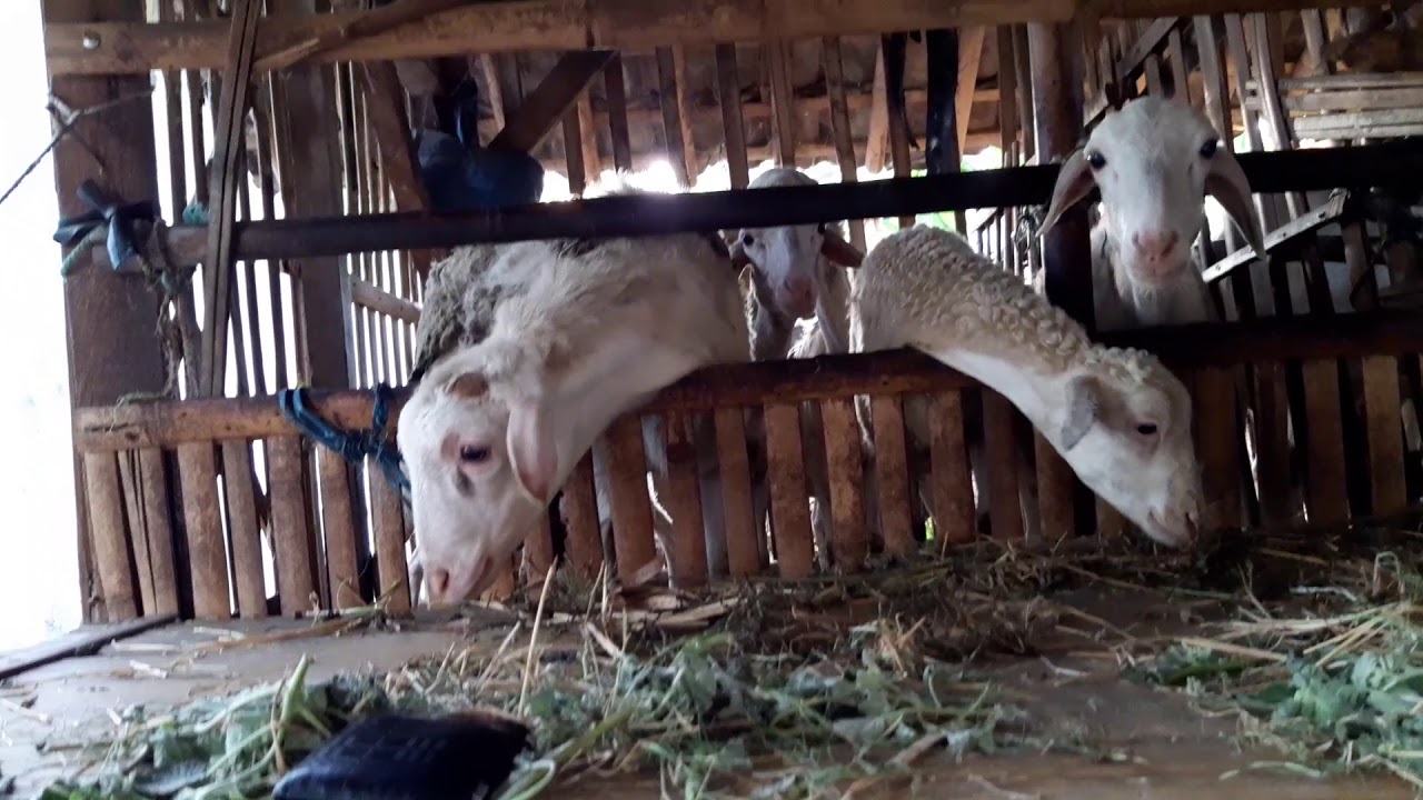 Kambing ternak 