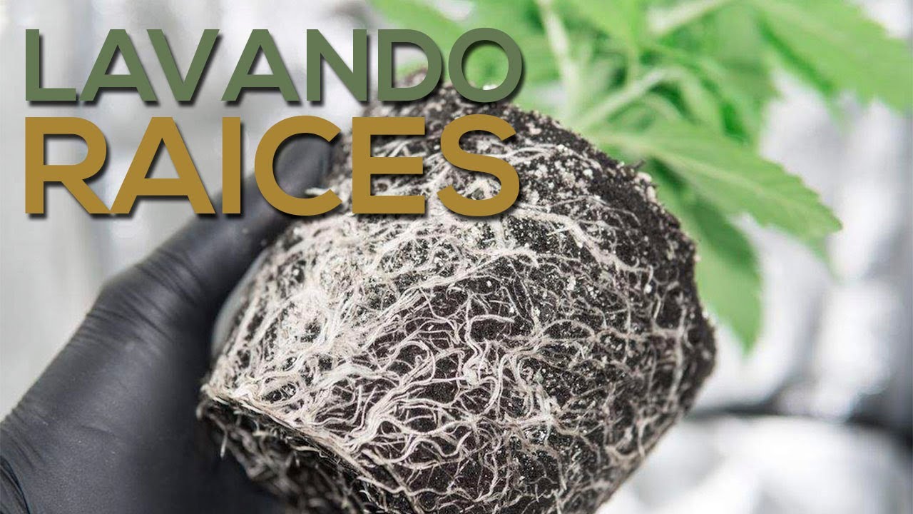 Lavado de Raíces - Amnesia Haze Auto