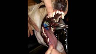 Dog Bandit Saved After Ball Stuck In Throat Winslow Animal Hospital Dog Cat Winslow Animal Hospital Your Animal Hospital In Sicklerville New Jersey