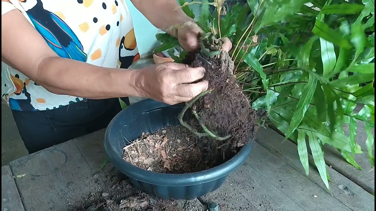 Samambaia jamaica 💚