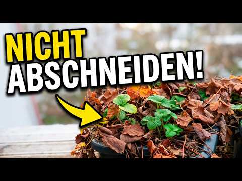 Erdbeeren & Heidelbeeren überwintern – Winterzustand