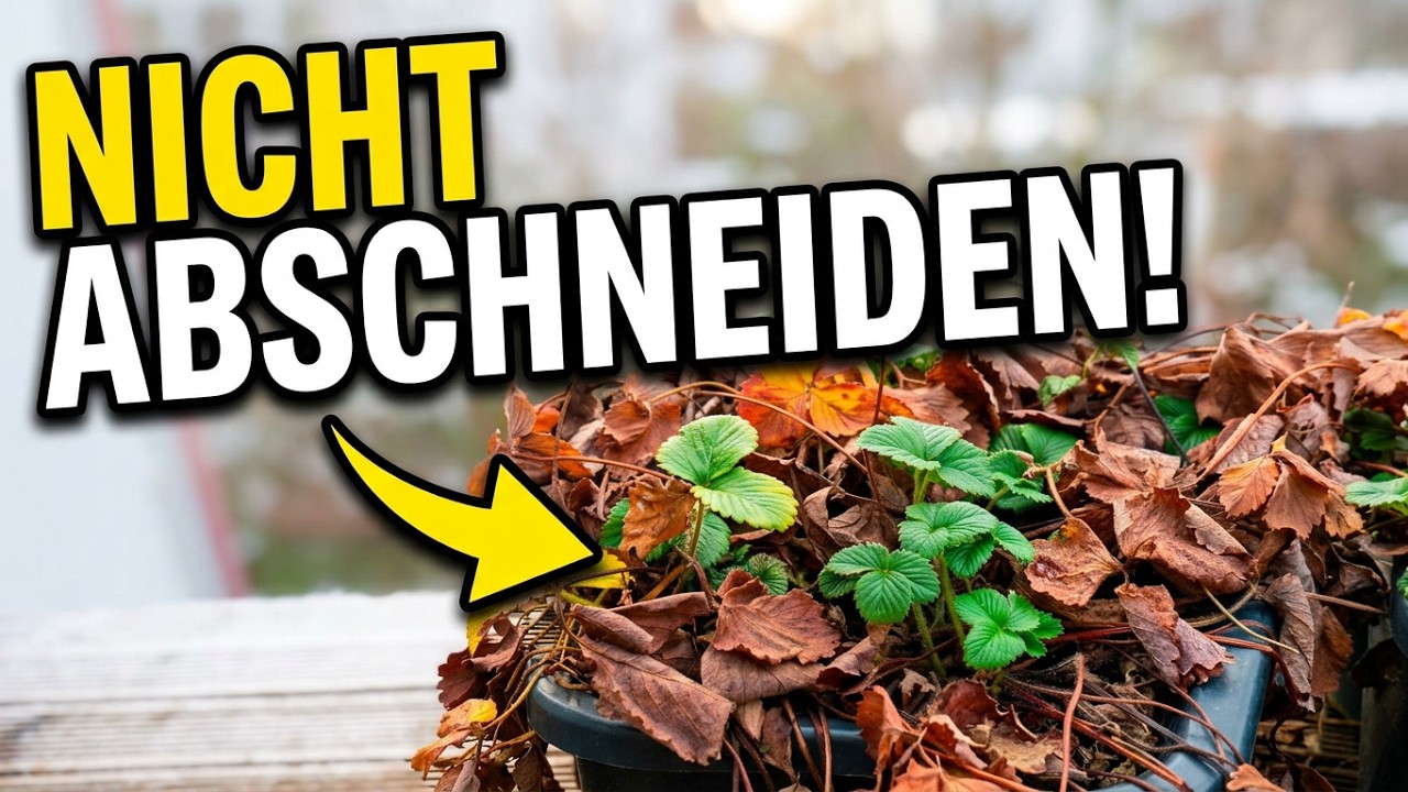 Erdbeeren & Heidelbeeren überwintern – Winterzustand