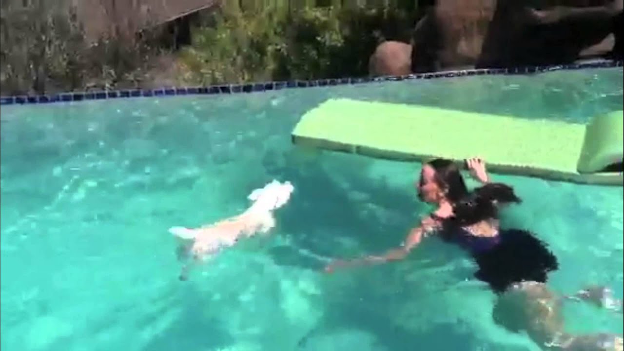 Toby the Westie's day at the pool