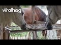Horse Unties His Friend&#39;s Rope || ViralHog