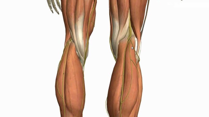 Muscles of the Leg - Part 1 - Posterior Compartment - Anatomy