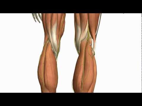 Muscles of the Leg - Part 2 - Anterior and Lateral Compartments - Anatomy Tutorial