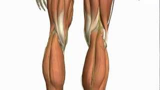 Muscles of the Leg - Part 2 - Anterior and Lateral Compartments - Anatomy Tutorial