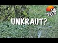 KRÄUTER im RASEN - was tun?