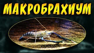 АКВАРИУМНЫЕ КРЕВЕТКИ МАКРОБРАХИУМЫ ИЛИ КОЛЬЦЕРУКИЕ КРЕВЕТКИ! СОВМЕСТИМОСТЬ, СОДЕРЖАНИЕ, РАЗВЕДЕНИЕ