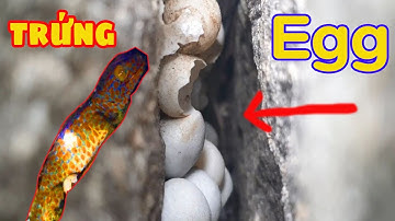 ổ trứng tắc kè -Tắc Kè Đẻ Trứng  - Cận Cảnh Rõ Nét Con Tắc Kè