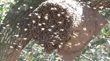 Flower pot bucket swarm traps caught two bee swarms at the same time