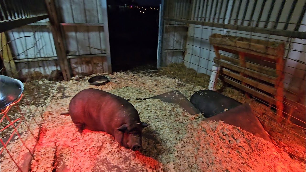 Pigs & Baby Chicks get ready for the cold! [Plus, we get RAIN] - YouTube