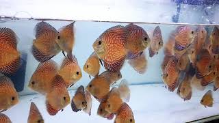 Tiger turqoise discus