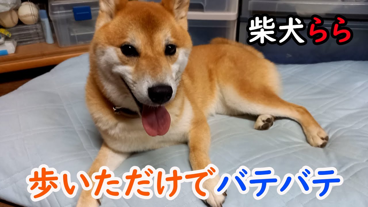 歩いただけでバテバテ Youtube