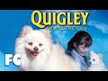 Quigley  full family comedy fantasy dog movie  gary busey  family central