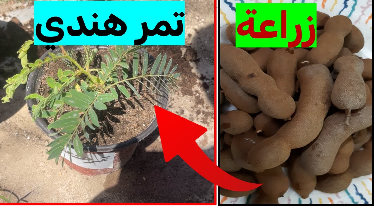 إبدأ رحلتك في زراعة التمر الهندي الطازج في البيت تجربت وأسرار الخبير الزراعي في زراعة التمر الهندي