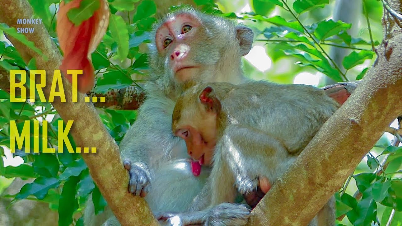 Little Brat Monkey Janna Cheat Milk Mum Jane By Fake Grooming Daily