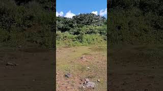 Tukas #shortsvideo #original