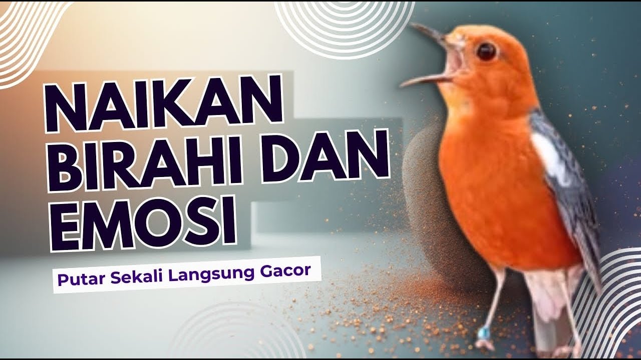 CEPAT RESPON! 1000% efektif buat pancingan Anis merah bisu macet total biar bunyi kembali | 5