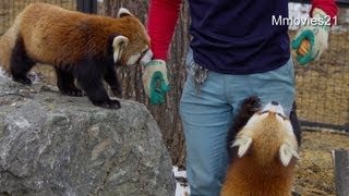 レッサーパンダのお食事タイム~Red Pandas