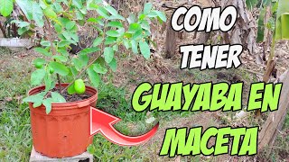 COMO TENER GUAYABA EN MACETA