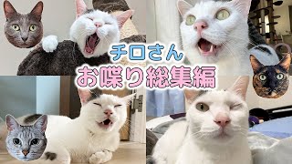 日本語をしゃべる猫チロさんのお喋り総集編