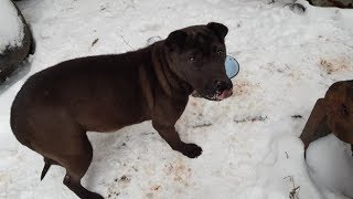 Голодная собака с печальными глазами была готова на все ради еды Голодная собака с печальными глазами была готова на все ради еды