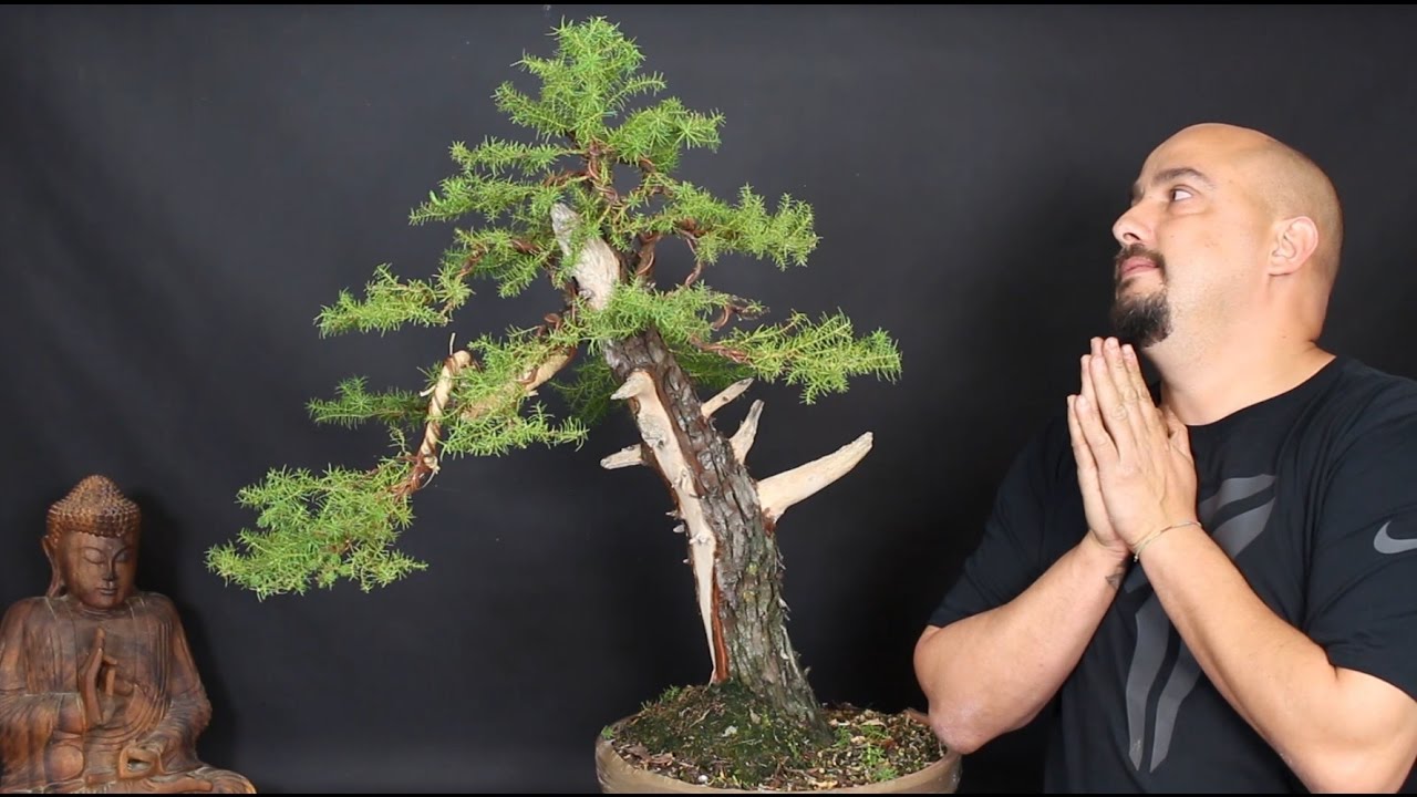 Cryptomeria Japónica FIN