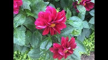 Cây thuốc nam - cây thược dược./CÔNG DỤNG CHỮA BỆNH CỦA HOA THƯỢC DƯỢC @mebaohan.official