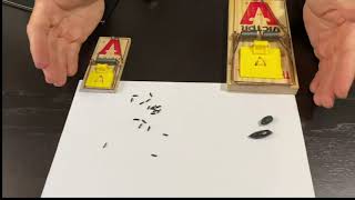 The Differences Between Rats and Mice: Rats VS Mice (Part 1)