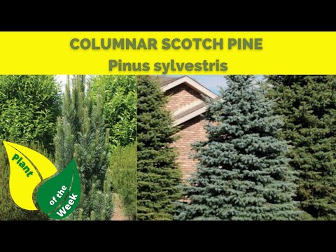 Vídeo: Contorted White Pine Information - Aprenda sobre White Pines com crescimento retorcido