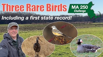 Incredible first Massachusetts state record bird!