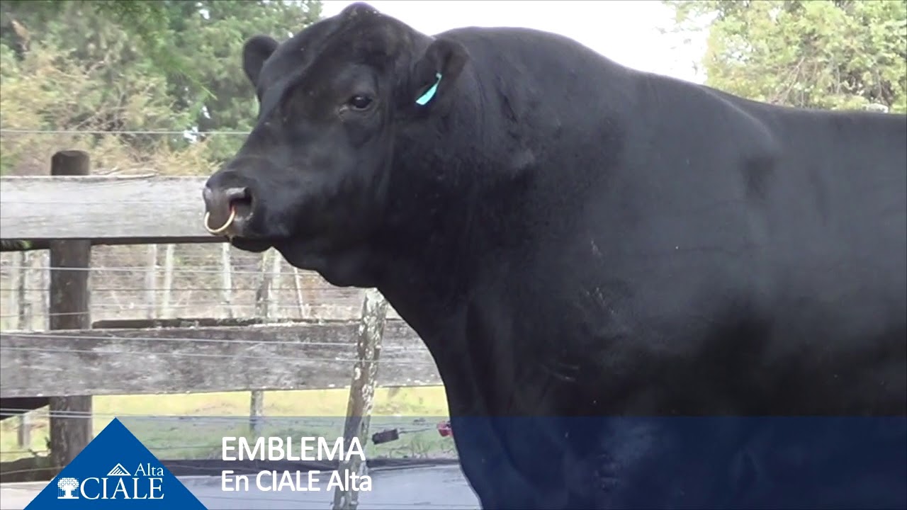 CIALE Alta- Toro EMBLEMA- Angus Negro camera iphone 8 plus apk