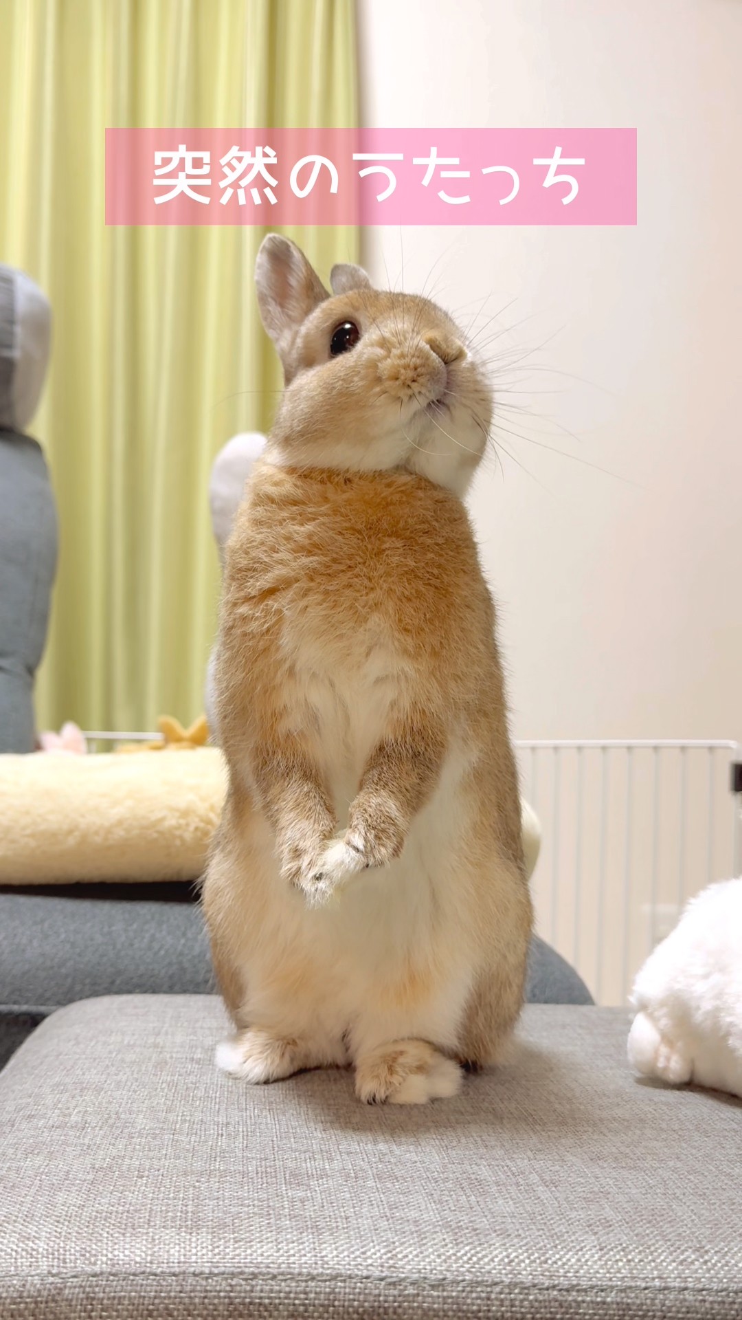 ウサギさんのうたっち、かわいすぎる🤤 #うさぎのうい #bunny
