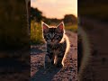 poorcat #cat #catstory #catlovers #catvideos #sadcat #sad #poor #poorcat #kucing #sedih #kasian