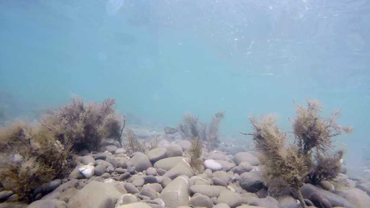 You Won’t Believe What Goby Fish Can Do! 