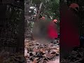 【箱罠捕獲】イノシシが北九州ジビエの焼肉になるまで　#shorts