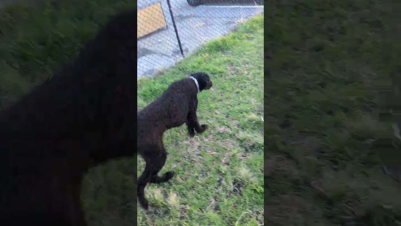 Black Dog Brigade - ideological isn't logical think, punishment (correction) isn't inherently bad