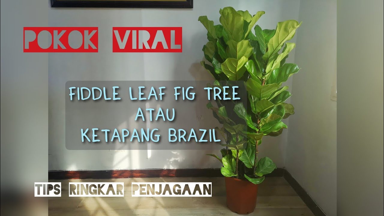 Tips Asas Penjagaan Fiddle Leaf Fig Tree atau Ketapang Brazil 