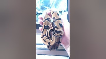 Did My Ball Python Just Turn Into Another Ball Python?! 😨🐍#shorts