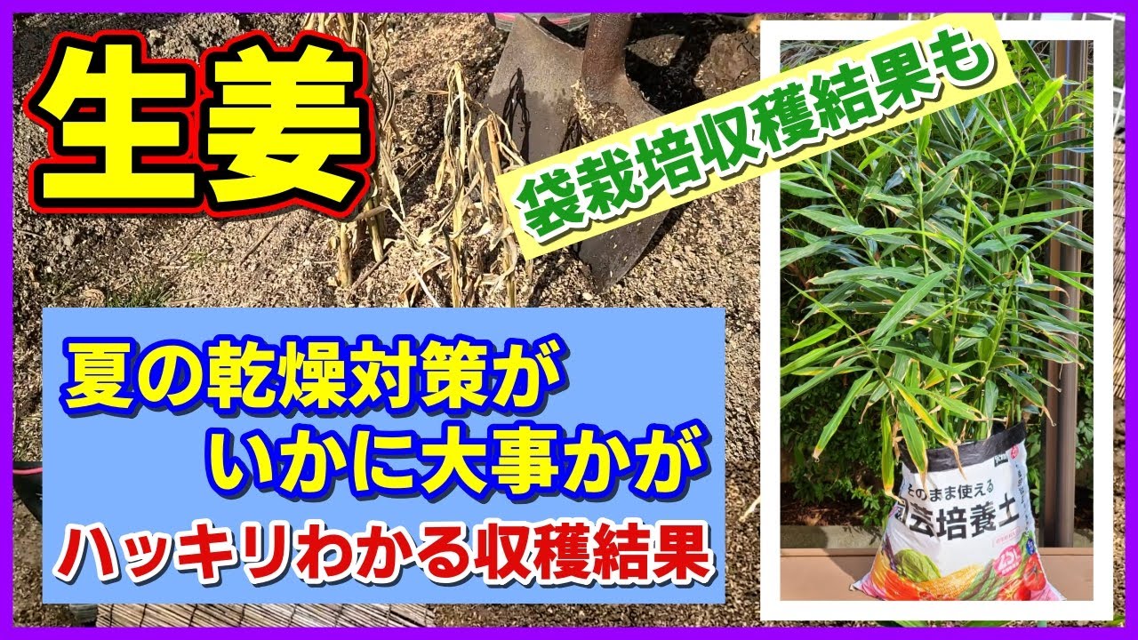 生姜 夏の乾燥対策が悪いとこうなります 生姜栽培の失敗しないコツがわかる 畑と袋栽培の収穫結果 しょうが ショウガ 家庭菜園 Youtube
