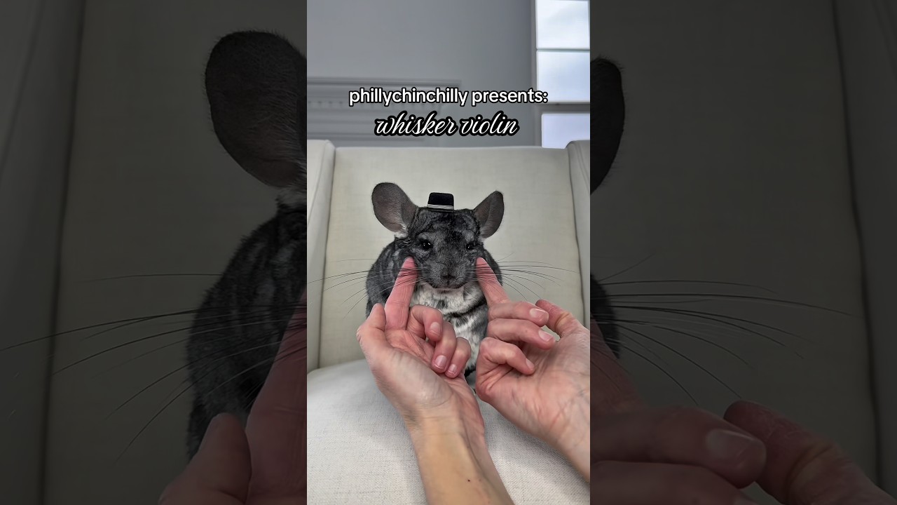 The cutest instrument 🎻  #whiskers #violin #chinchilla #shortsvideo #waitforit