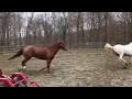 Running Horses