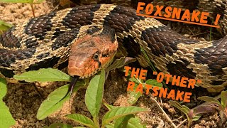 FOXSNAKE ! : THE OTHER RATSNAKE...: ILLINOIS HERPING