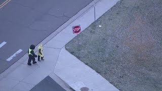 VIDEO: Driver ignores gorilla and banana in crosswalk